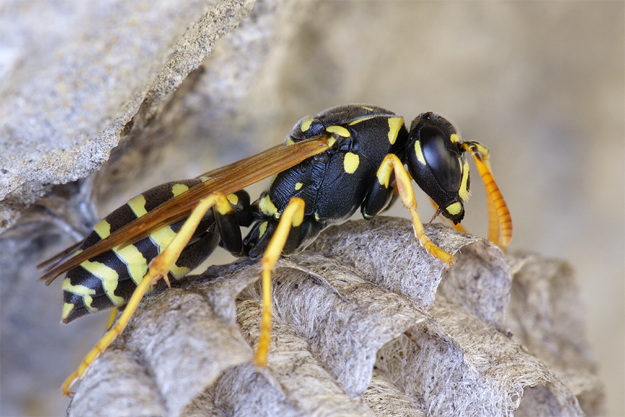 Polistes gallicus