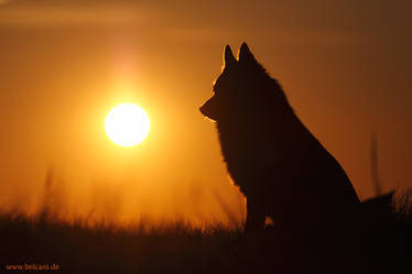 Schipperke Sunset