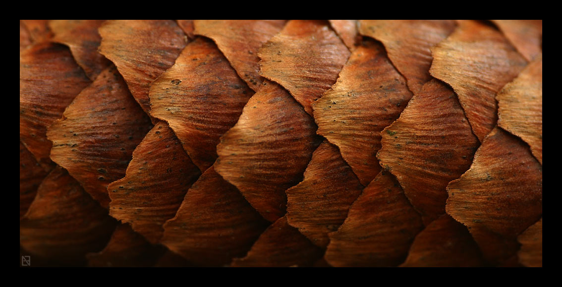 fir cone