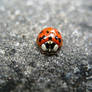 Ladybug