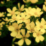 Yellow Flowers 1680x1050