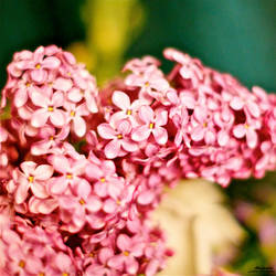 ::Gentle flowering::