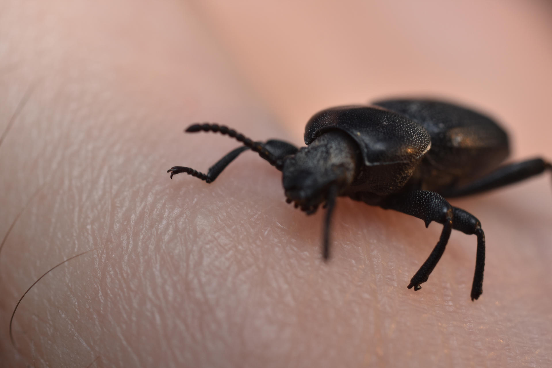 Eleodes obscura (9) by AnamuraAlente on DeviantArt