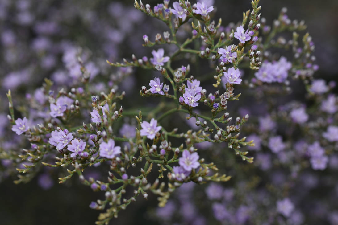 Limonium latifolium (1) by AnamuraAlente on DeviantArt