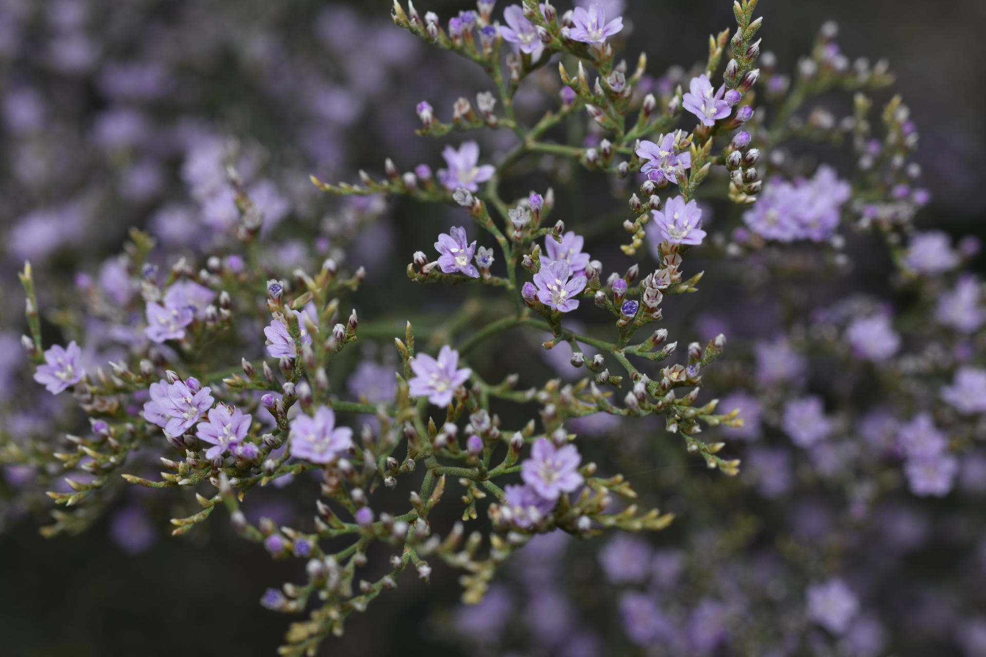 Limonium latifolium (1) by AnamuraAlente on DeviantArt