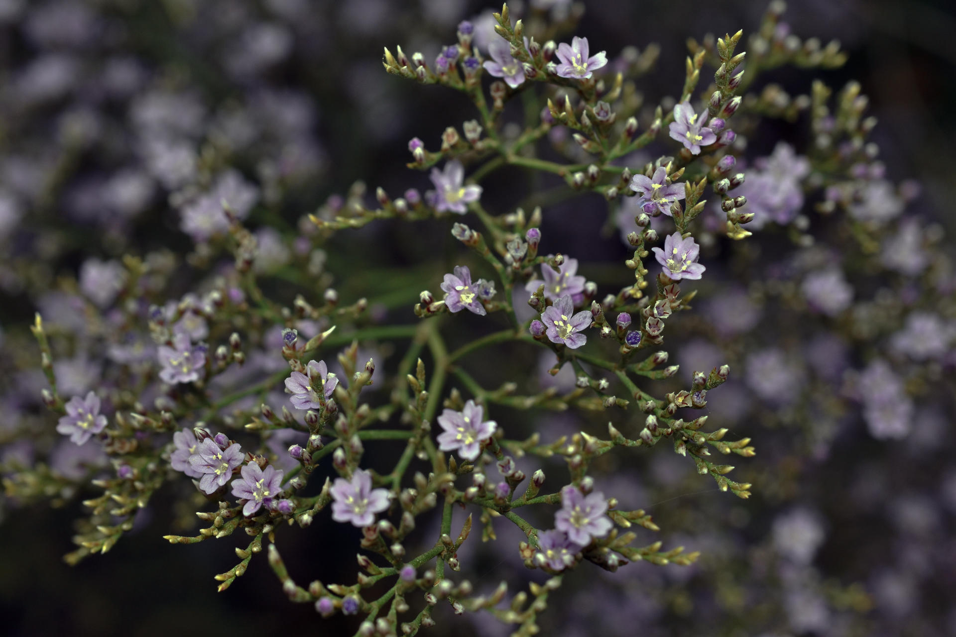 Limonium latifolium (2) by AnamuraAlente on DeviantArt