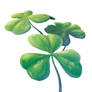 Shamrocks