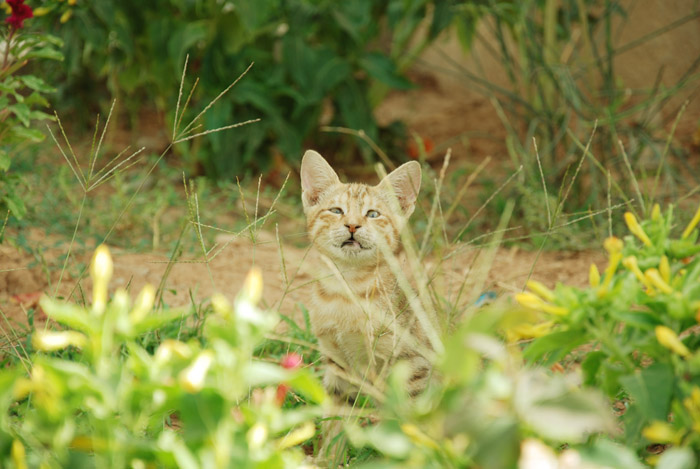 CAT and FLOWERS