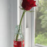 Coke Bottle Rose