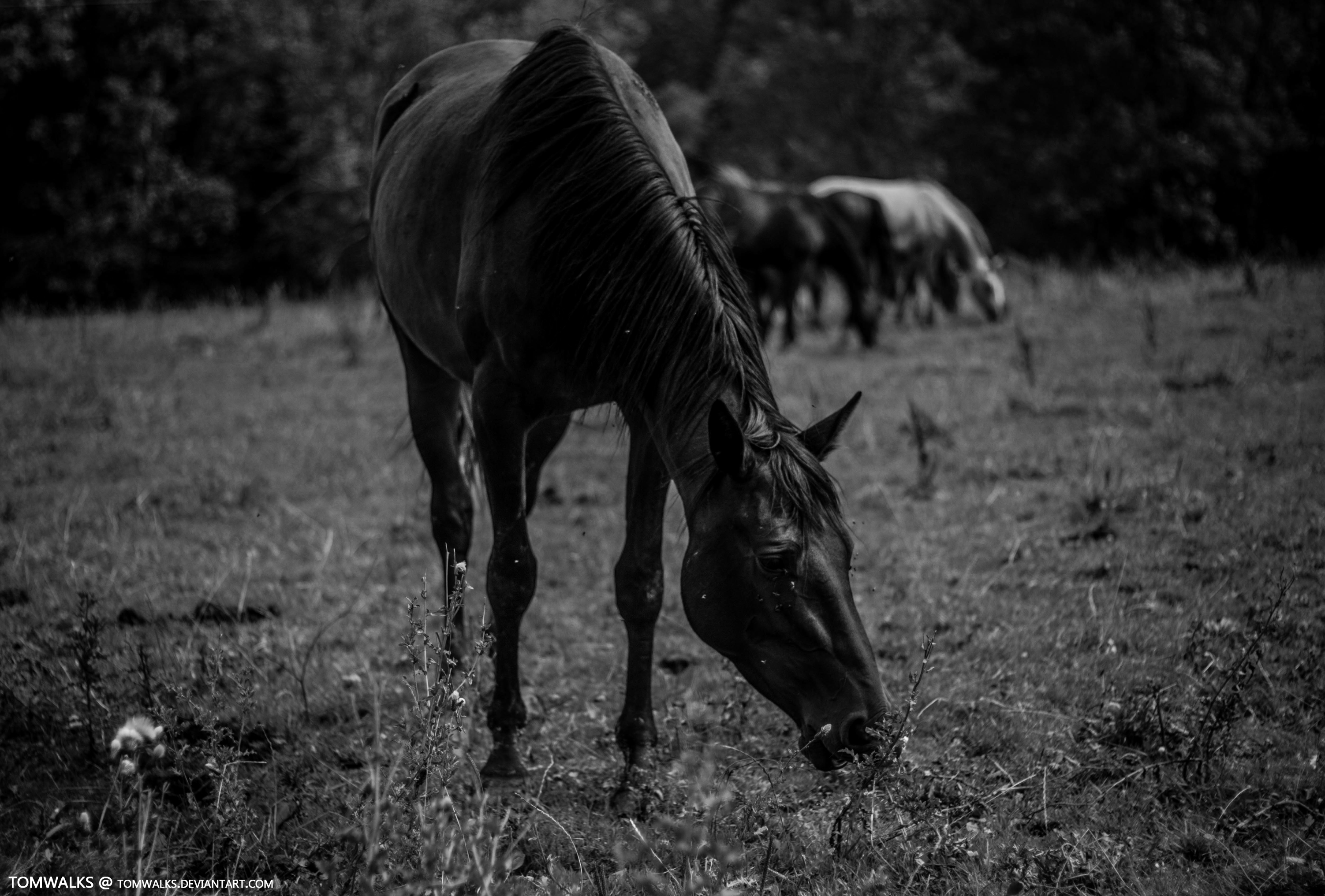 Black Horse