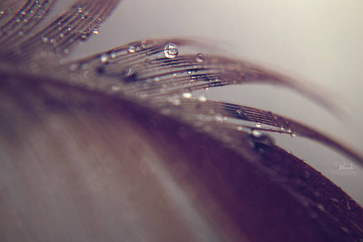 drops on a feather