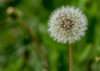 Dandelion