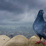 Empire State Pigeon