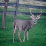 White Tailed Deer Stag 2.1