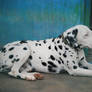 Dalmatian 1.1