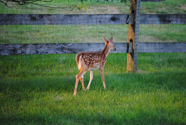 White Tailed Deer Fawn 1.3