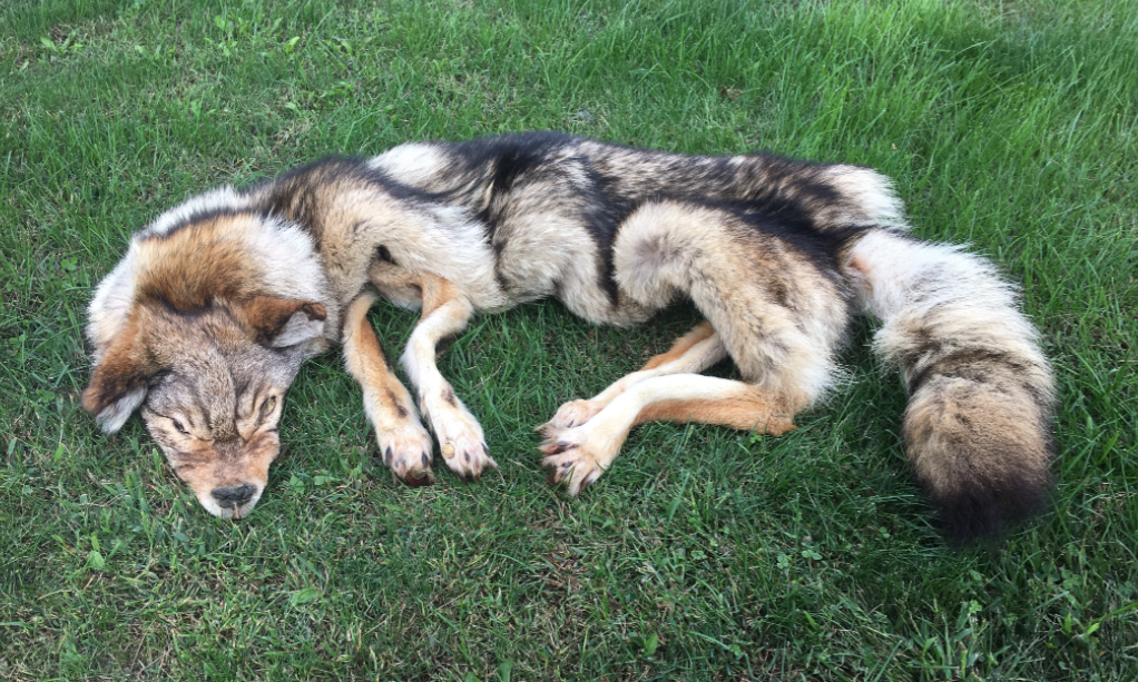 Bush Wolf/Coyote pelt