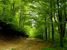 Pelion mountain spring  beech trees