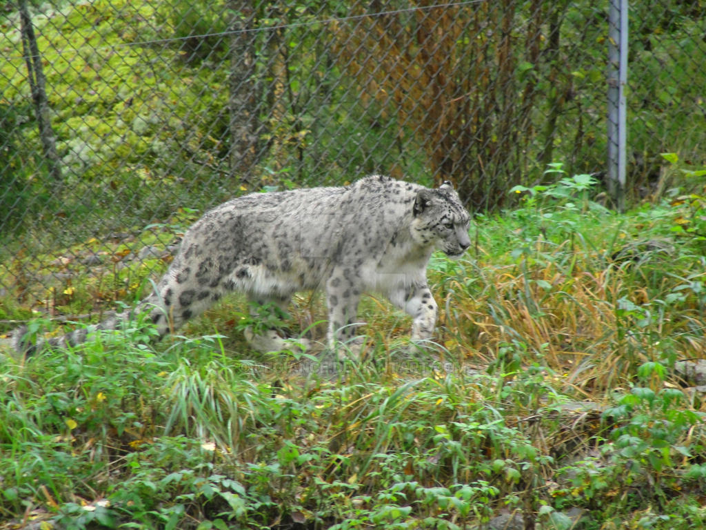 Snowleopard