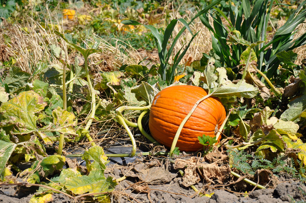 Pumpkin Patch By Justmetd On Deviantart Pumpkin Patch By Justmetd On Deviantart