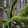 467+ Mossy Branches