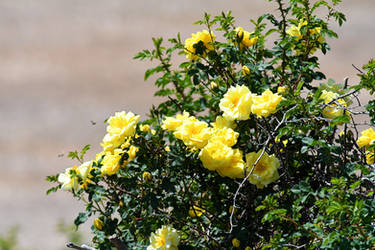 003+ Lovely Yellow Roses
