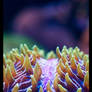 Colorful Anemone