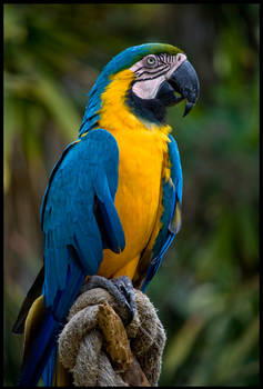 Macaw Portrait