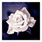 X-Ray of a Rose by geko78