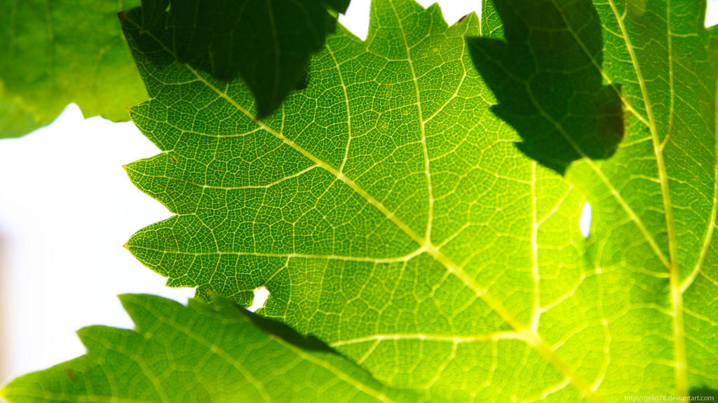 Vine Leafs HD