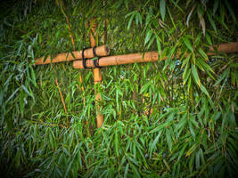 I love Bamboo HDR