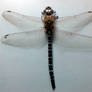 Dragonfly stock image 1