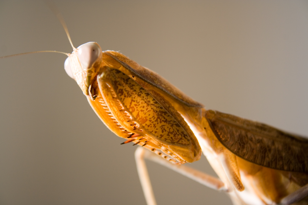 Praying Mantis Stock Image 4