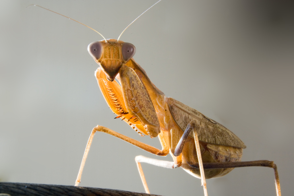 Praying Mantis Stock Image 2