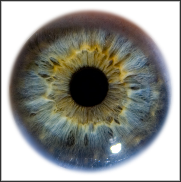 Iris Eye Macro Stock