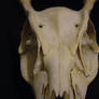 Deer Skull 3