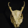 Deer Skull 4