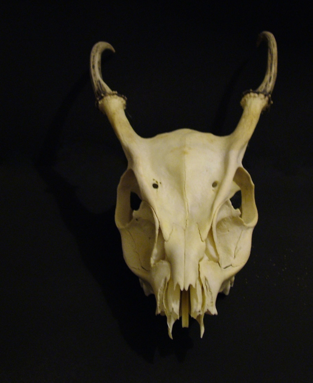 Deer Skull 4