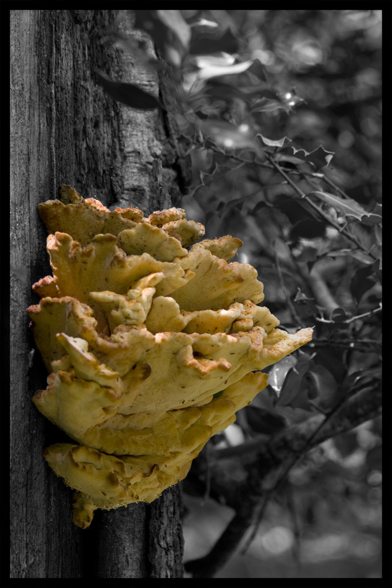 That yellow bastard fungus