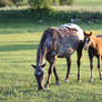 Morning Pasture