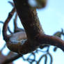 and the branch drips.....