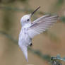 Rare White Hummingbird