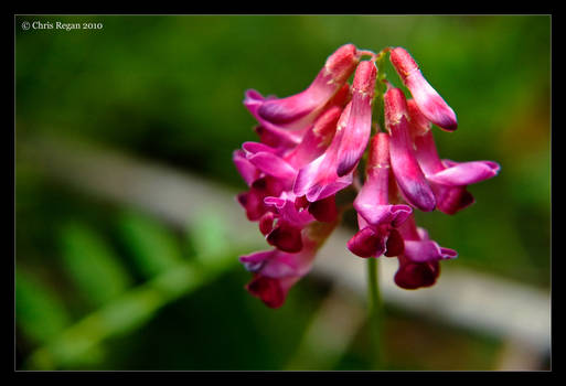 pretty in pink