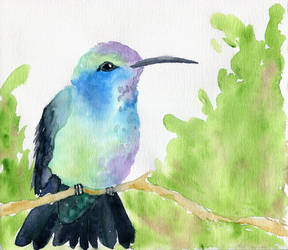 Watercolour Violet-Ear Hummingbird