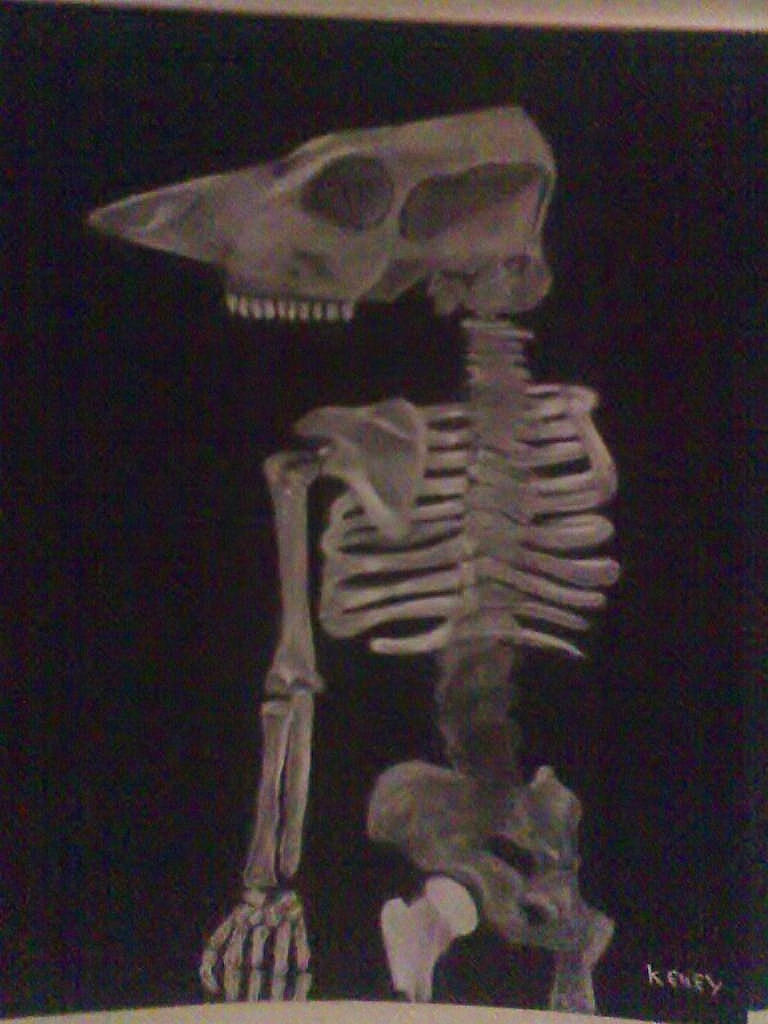 Skeleton by captain-brody on DeviantArt