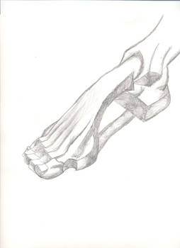 Anatomy of a Foot 3