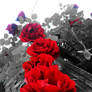 red roses