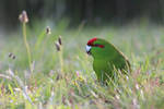 Red-crowned Parakeet/Kakariki