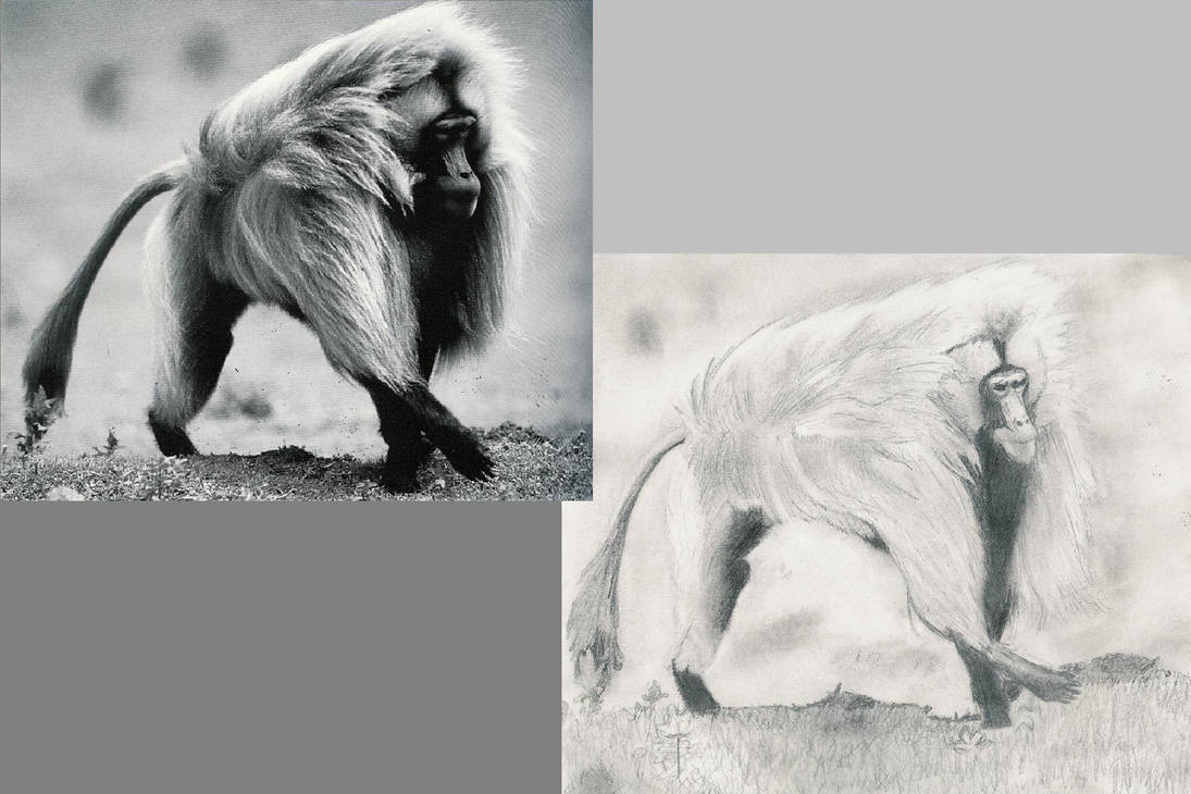 Monkey Man comparison by Goofy113 on DeviantArt