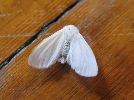 White Moth